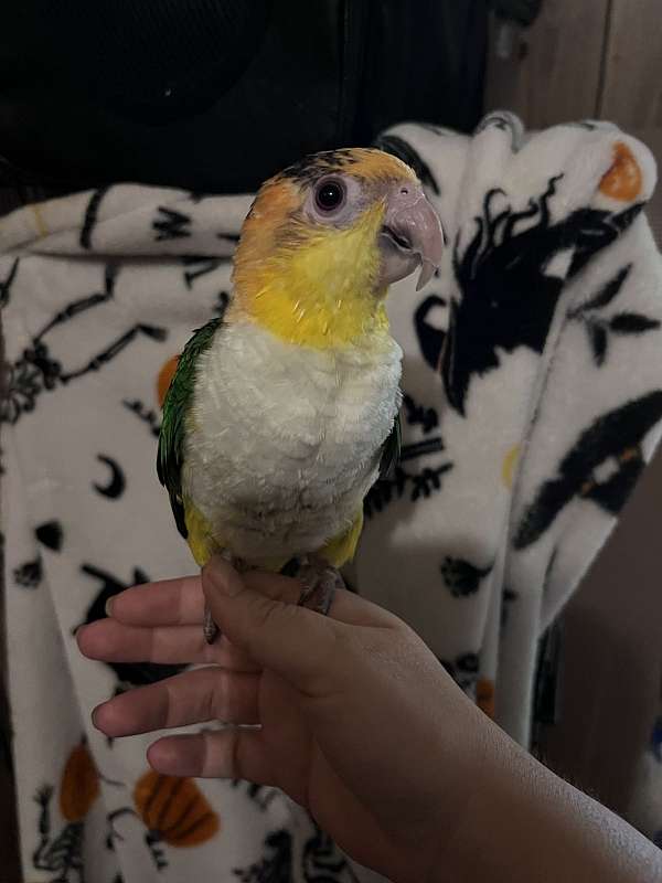 caique-for-sale-in-louisiana