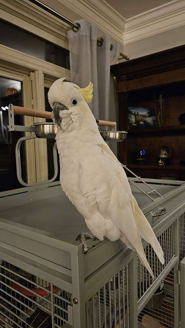 cockatoo-for-sale-in-buford-ga