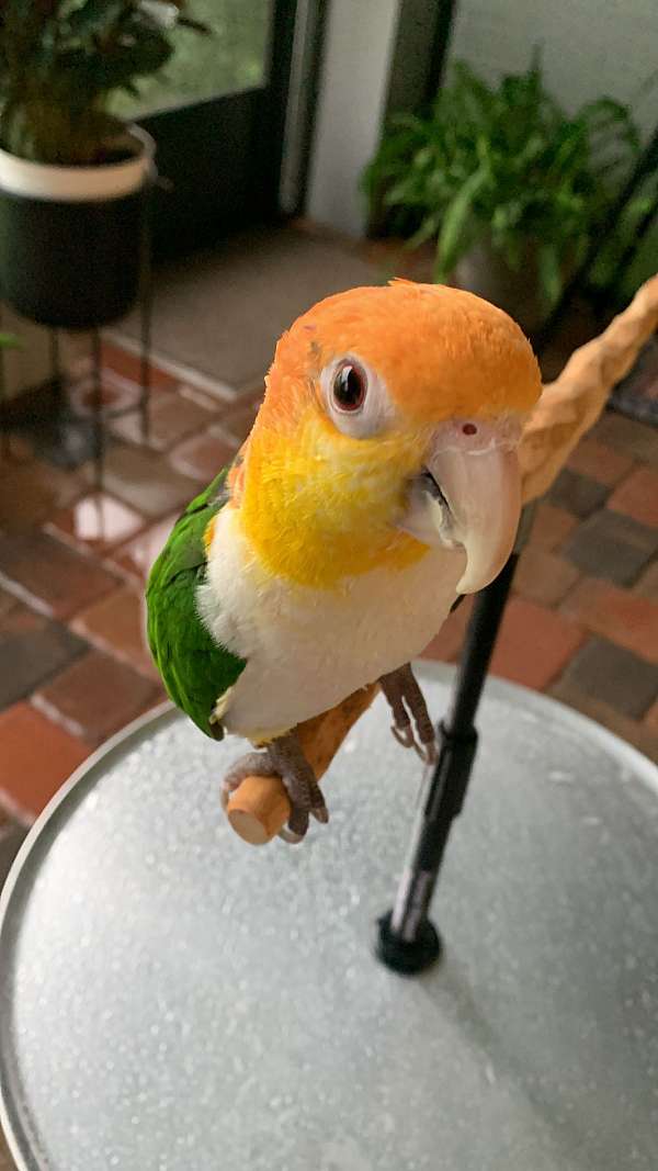 green-white-bellied-caique-for-sale