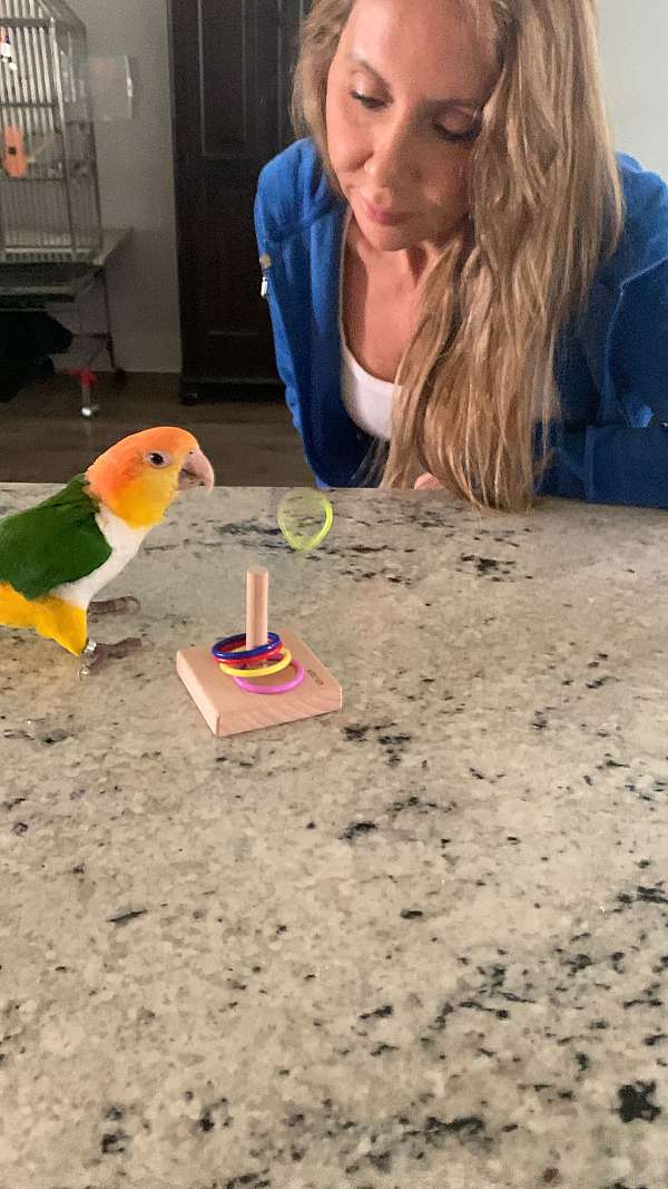 white-bellied-caique-for-sale