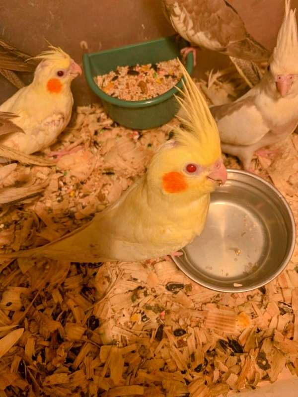 cockatiel-for-sale