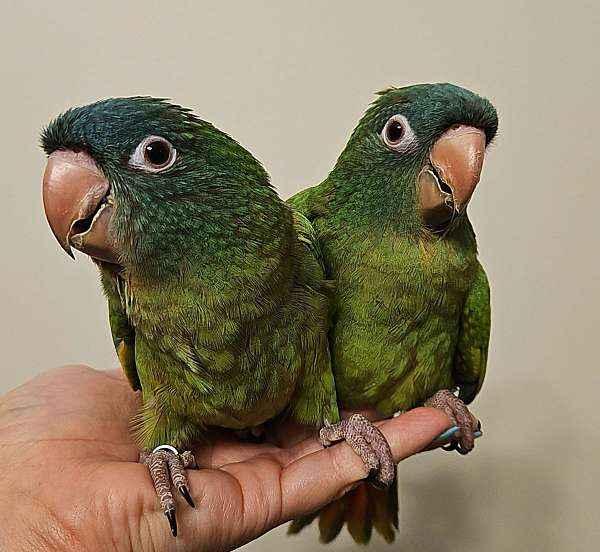 conure-blue-crown-conure-for-sale-in-monetta-sc