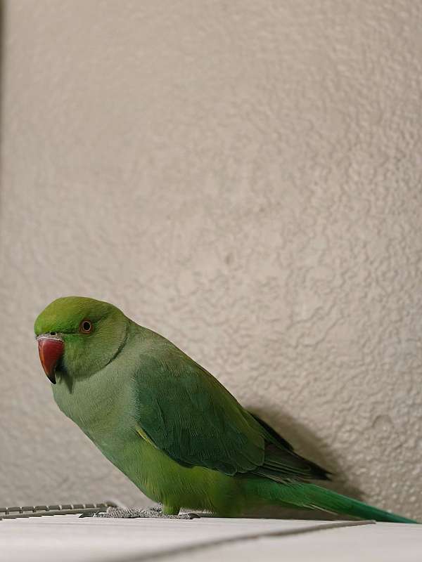 green-bird-for-sale