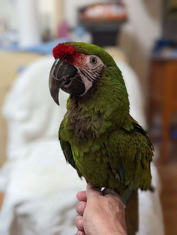 macaw-military-macaw-for-sale-in-virginia-beach-va