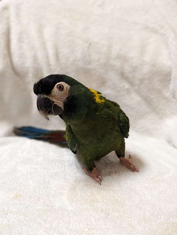 yellow-collared-macaw-for-sale-in-virginia-beach-va