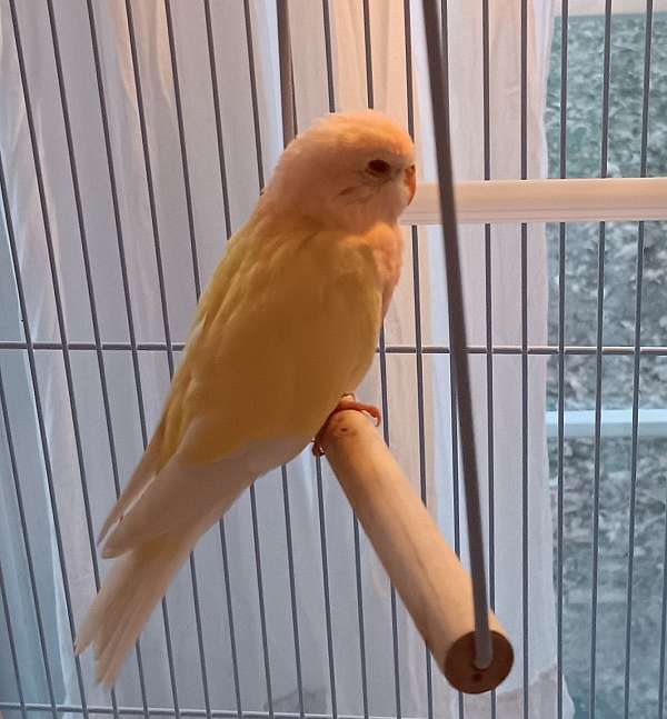 bourke-parakeet-for-sale