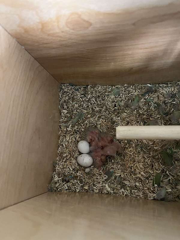 bourke-parakeet-for-sale