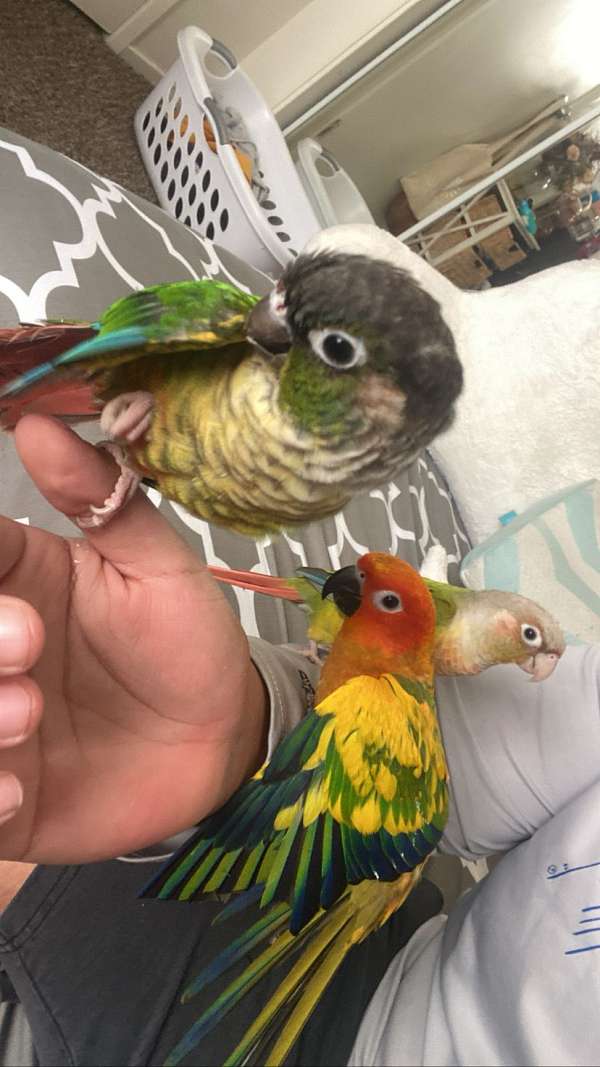 Green Cheek Conure