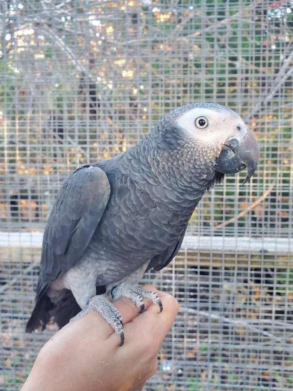 timneh-african-grey-parrot-for-sale-in-claremore-ok