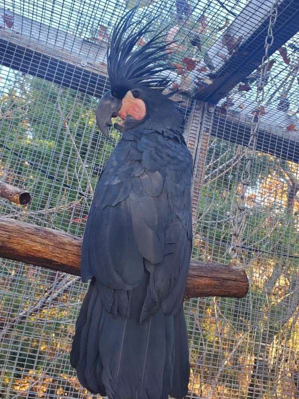 black-palm-cockatoo-for-sale-in-claremore-ok