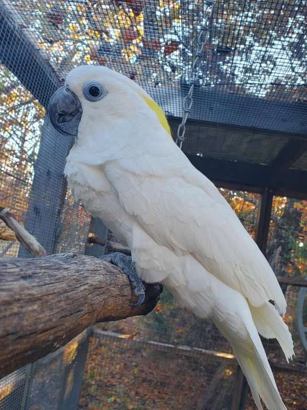 cockatoo-for-sale-in-claremore-ok