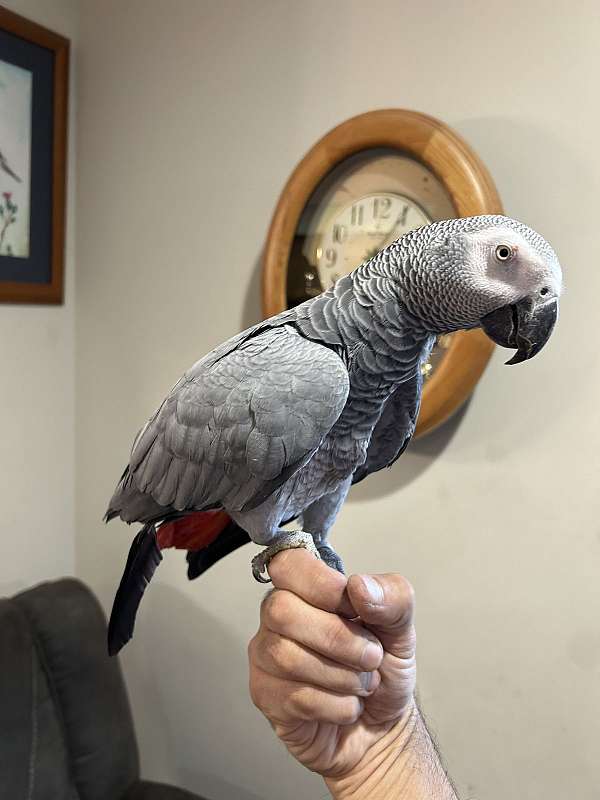 african-grey-parrot-for-sale