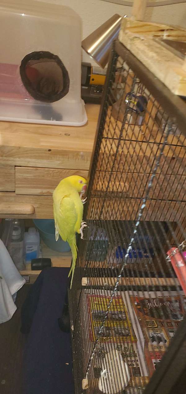 parrot-for-sale-in-bernie-mo