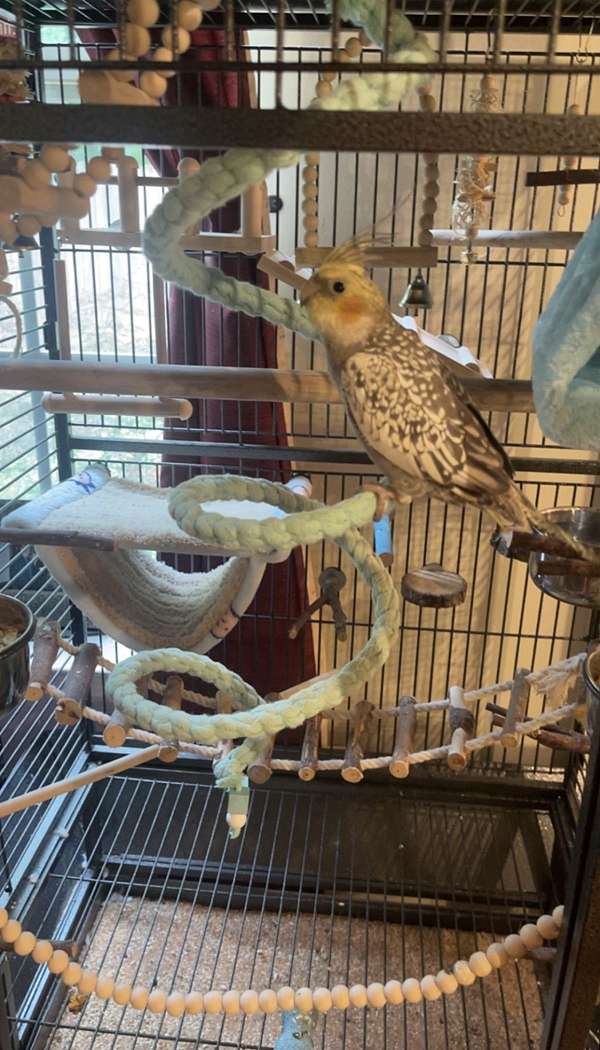 cockatiel-for-sale-in-woodstock-ga