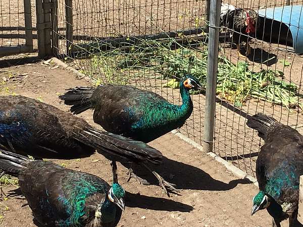 young-bird-for-sale-in-wildomar-ca