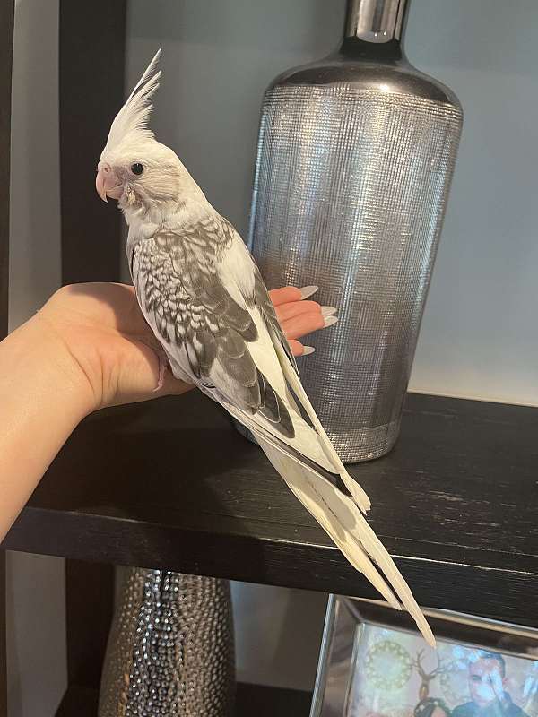 cockatiel-for-sale