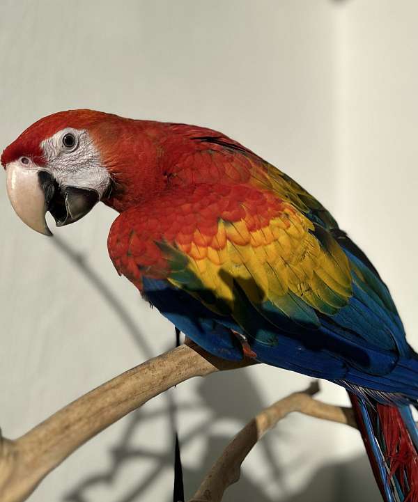 scarlet-macaw-for-sale