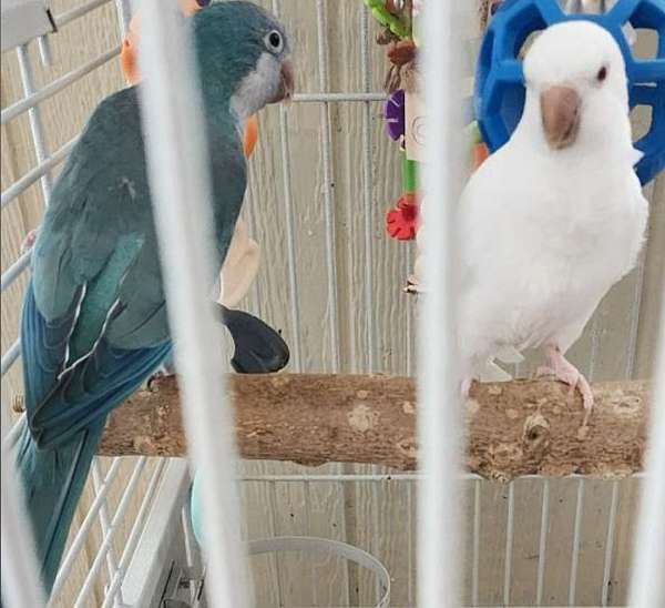 albino-blue-bird-for-sale-in-chestertown-md