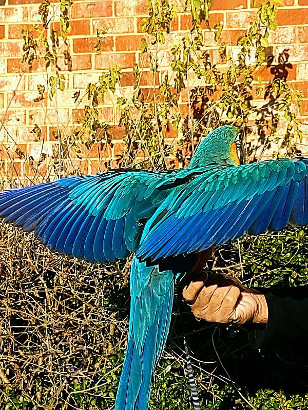 blue-gold-macaw-for-sale-in-baltimore-md