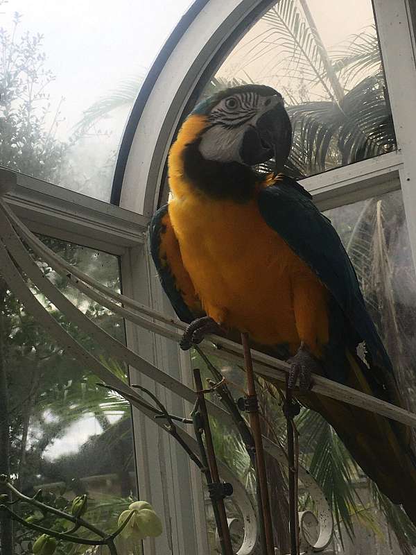 macaw-blue-gold-macaw-for-sale-in-pearland-tx