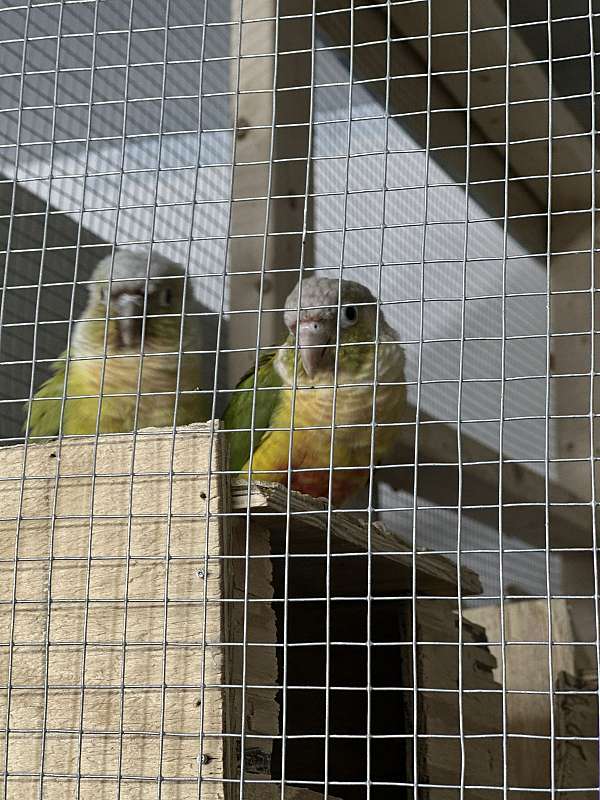 male-female-bird-for-sale-in-elkridge-md