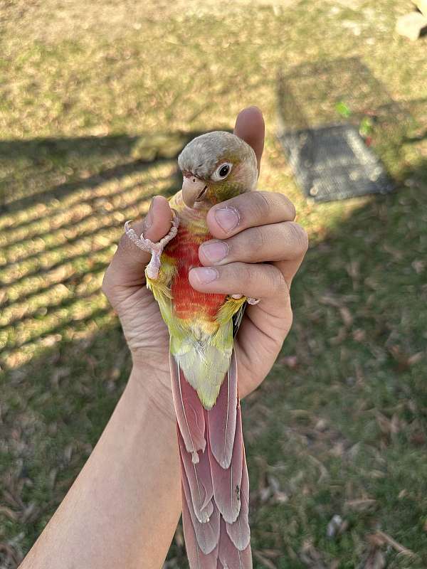 male-female-bird-for-sale-in-elkridge-md