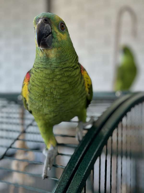 parrot-for-sale-in-st-petersburg-fl