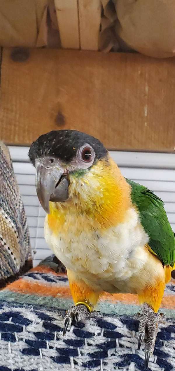 caique-for-sale-in-cynthiana-ky