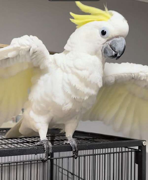 sulpher-crested-cockatoo-for-sale