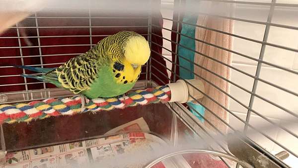 budgerigar-parakeet-for-sale-in-bothell-wa