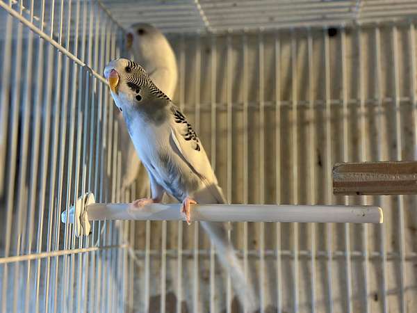 parakeet-for-sale-in-melrose-park-il