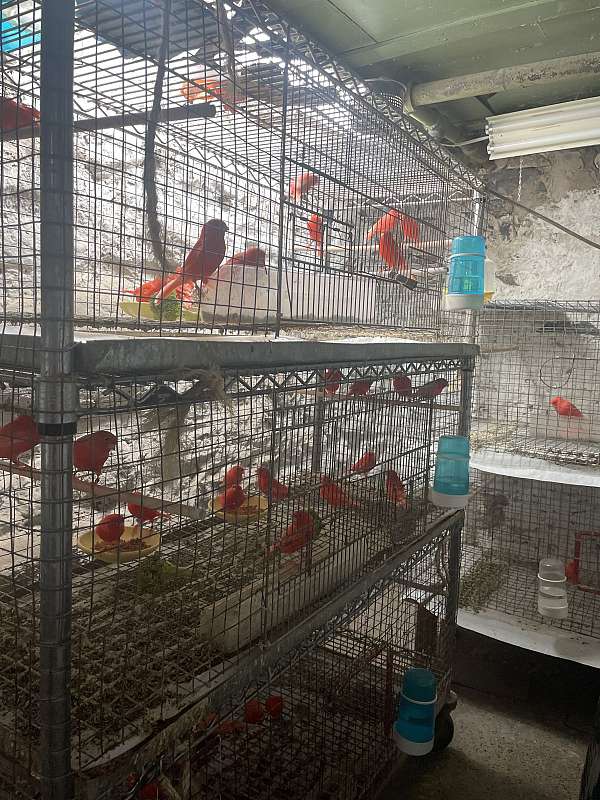 red-factor-canary-for-sale-in-wilkes-barre-pa