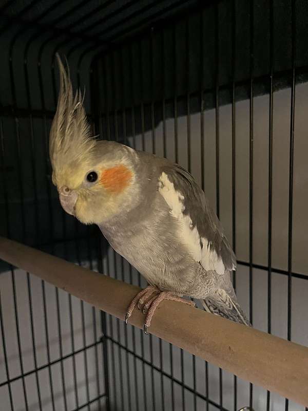 Male Cockatiel