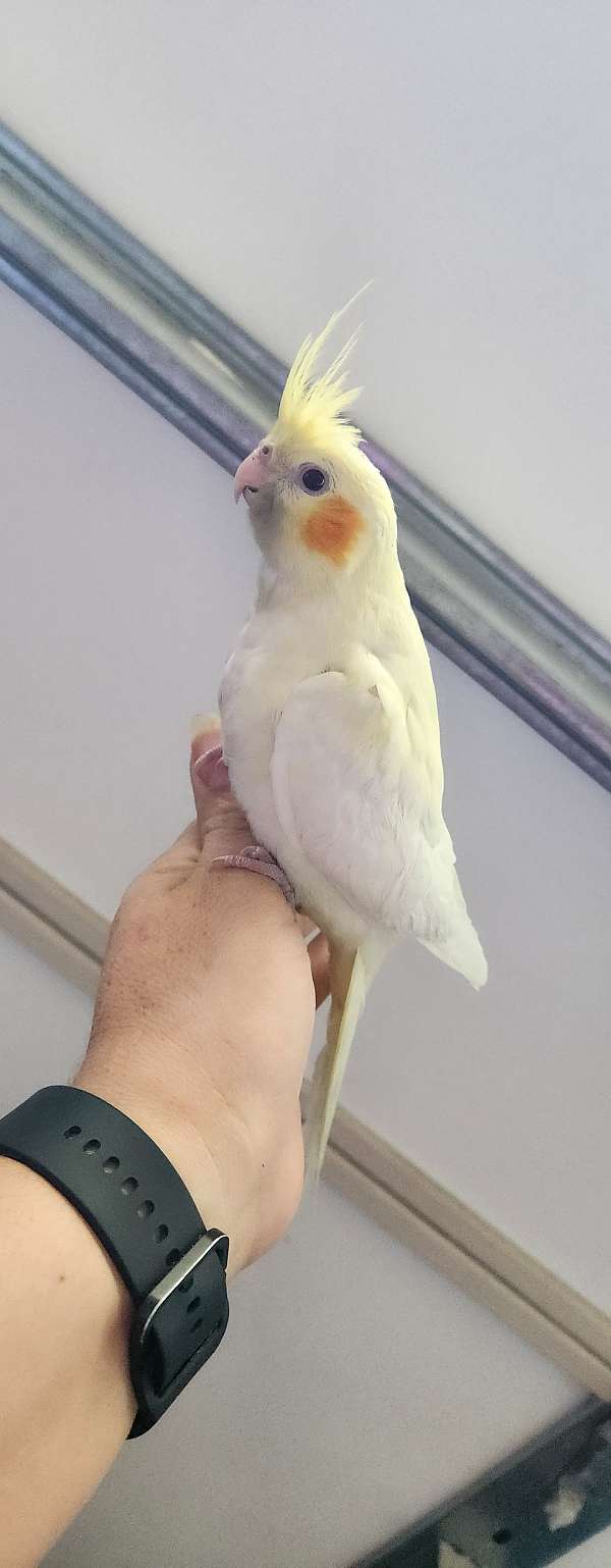 cockatiel-for-sale