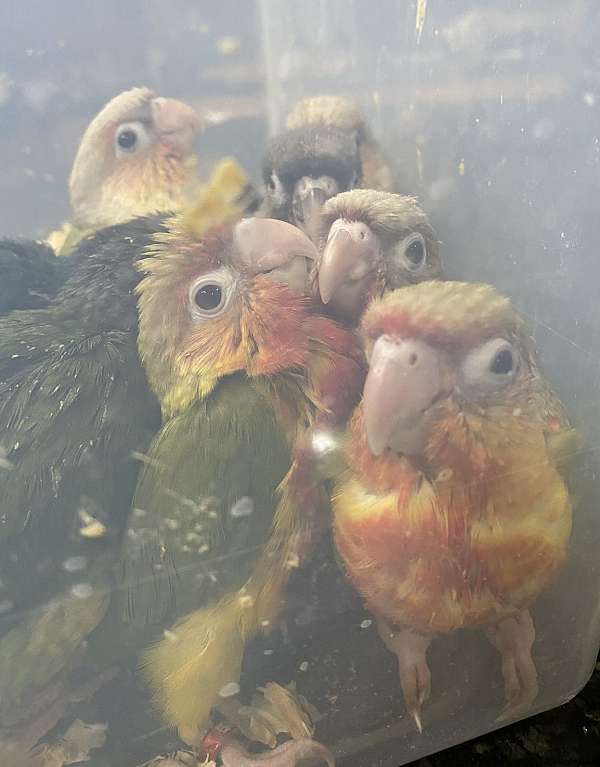 conure-for-sale