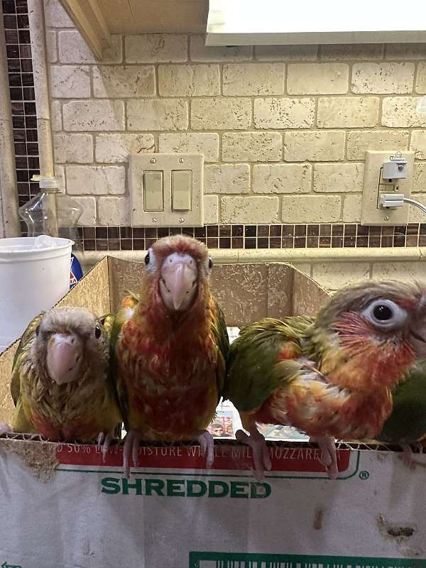 conure-for-sale-in-brooklyn-ny