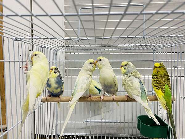 budgerigar-parakeet-for-sale-in-clarksburg-md