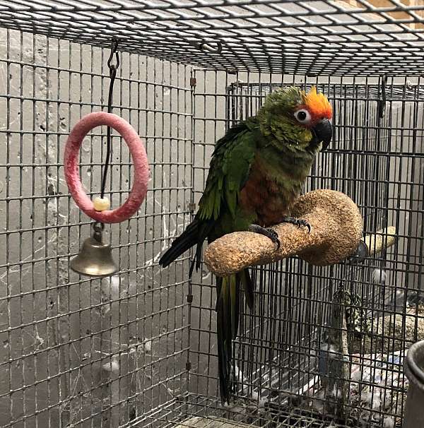 gold-capped-conure-for-sale-in-cleveland-ga