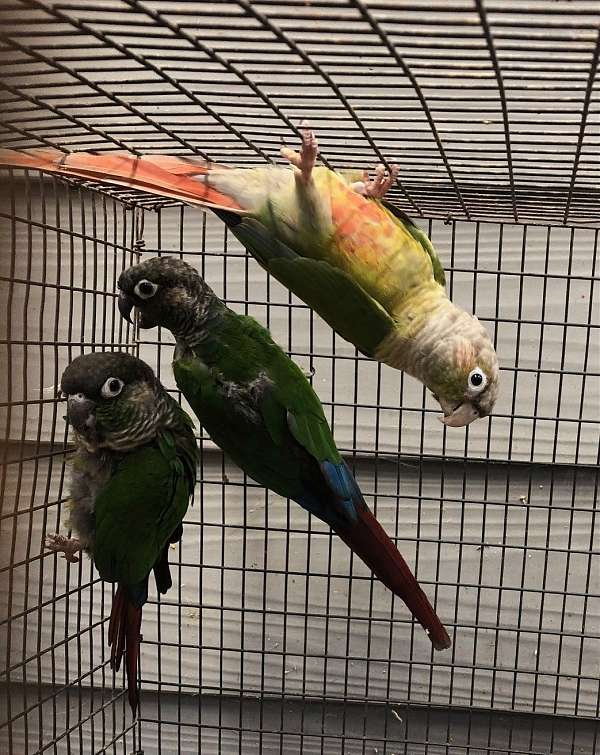 green-cheek-conure-for-sale-in-cleveland-ga