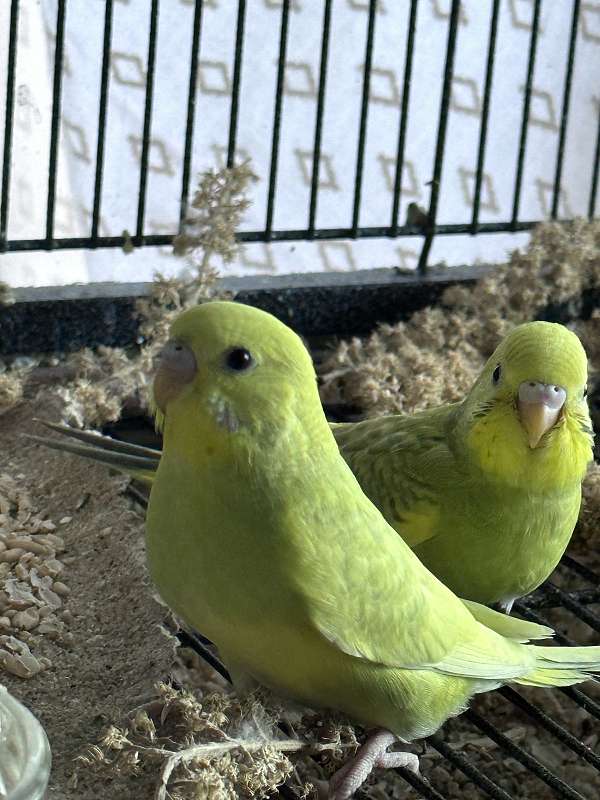 parakeet-for-sale-in-new-braunfels-tx