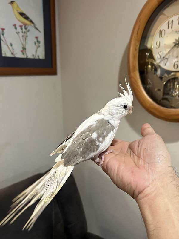 grey-white-bird-for-sale-in-columbia-md