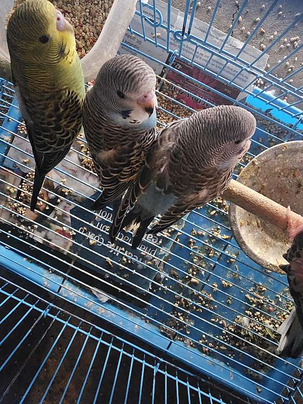 parakeet-for-sale