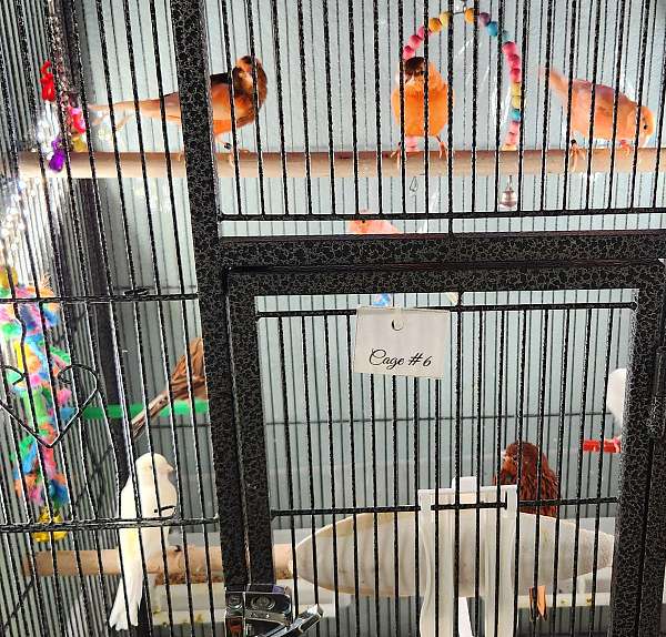 canary-for-sale