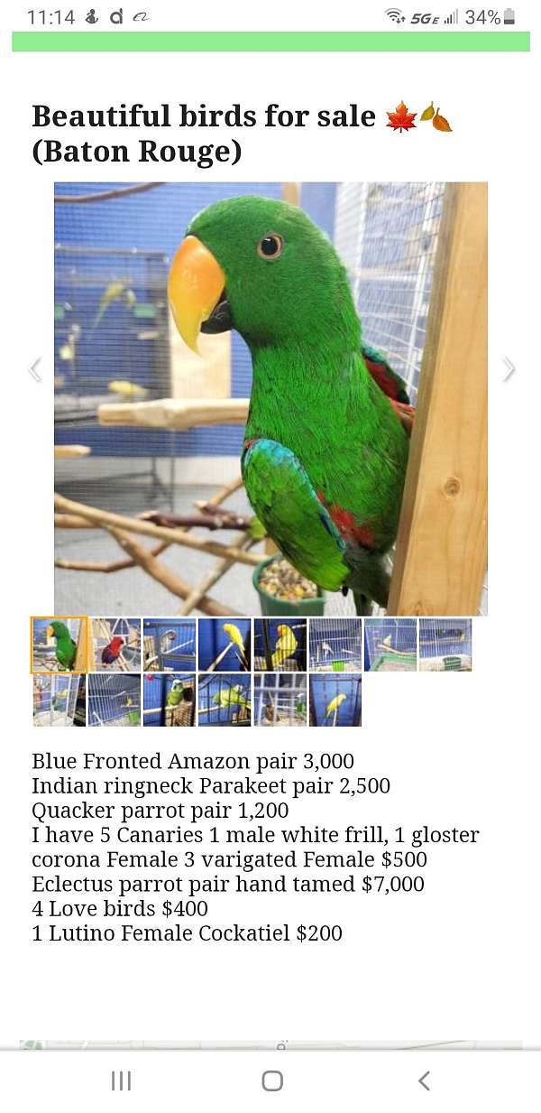 male-female-ringneck-parakeet-for-sale