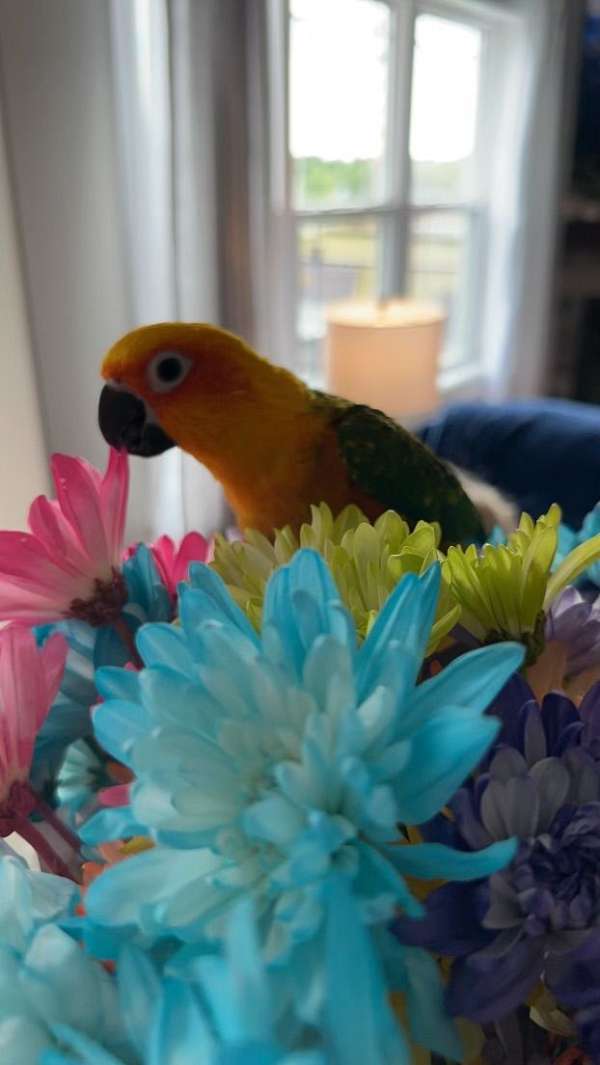 Adult Bird with cage