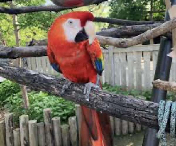 scarlet-macaw-for-sale-in-tarzana-ca