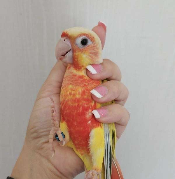green-cheek-conure-for-sale-in-gold-hill-nc