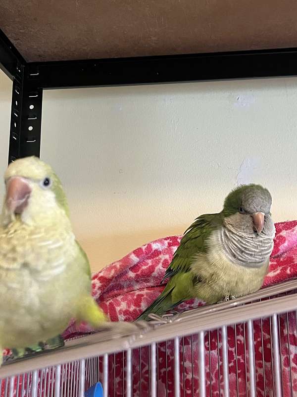 green-bonded-pair-pet-bird-for-sale