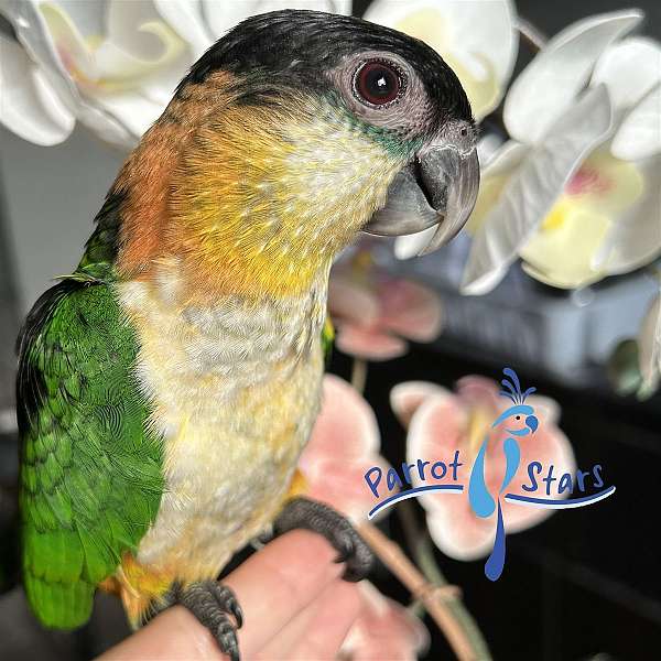 black-headed-caique-for-sale