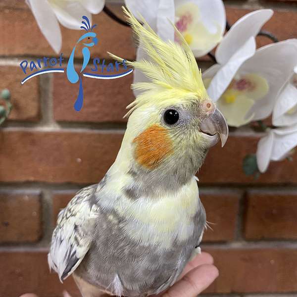 cockatiel-for-sale